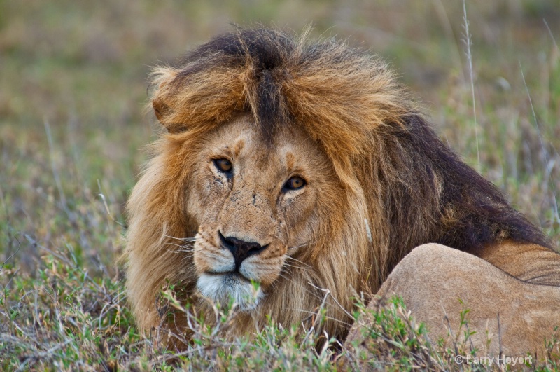 Tanzania- Serengeti National Park - ID: 11502828 © Larry Heyert
