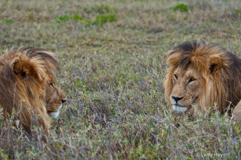 Tanzania- Serengeti National Park - ID: 11502832 © Larry Heyert