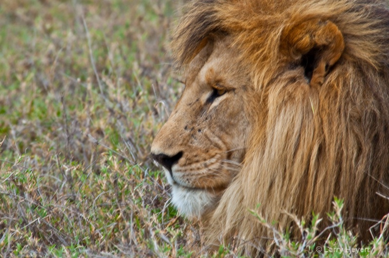 Tanzania- Serengeti National Park - ID: 11502833 © Larry Heyert
