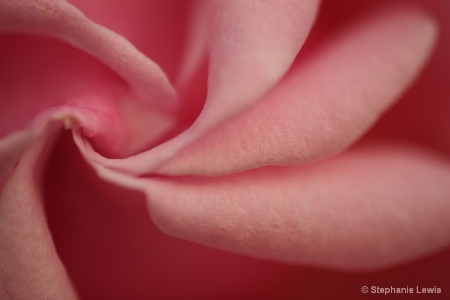 Rose Abstract