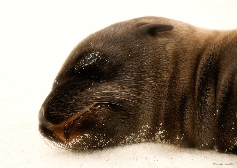 Galapagos Sea Lion Pup