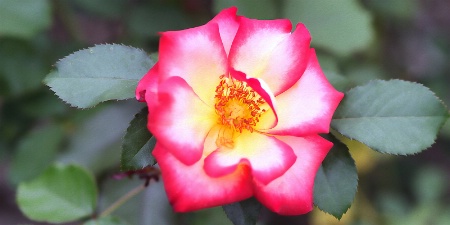 last summer's rose