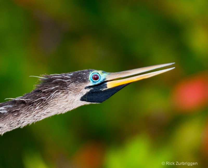 Anhinga Head - ID: 11505557 © Rick Zurbriggen