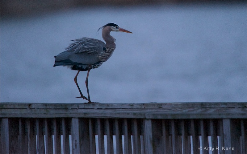 blue heron this morning