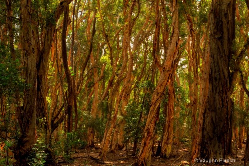 Molokai Upcountry Forest