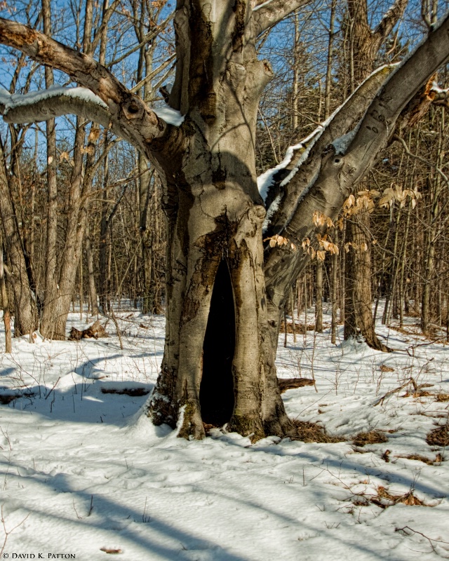 Old Tree - Winter