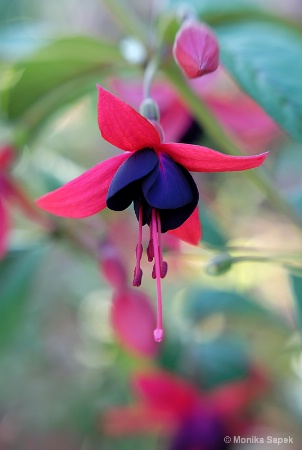 Fuchsia