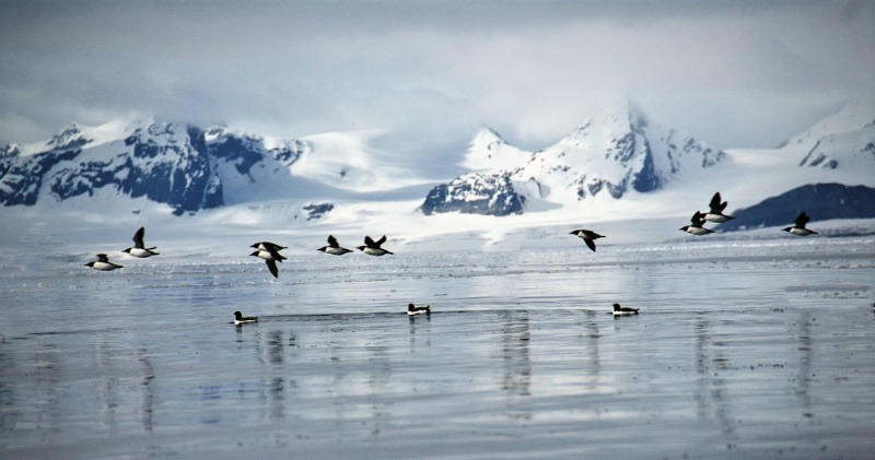 Arctic Murres - ID: 11506881 © Bob Miller