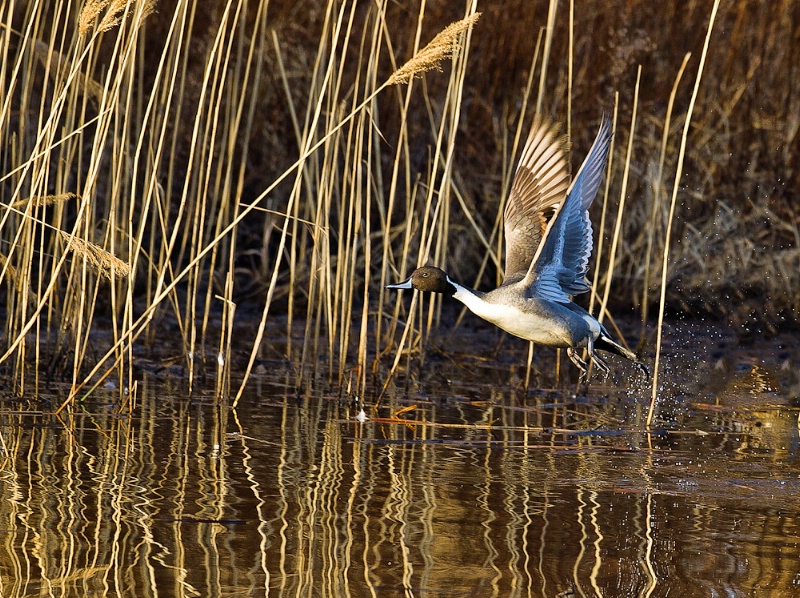 Pintail Duck - ID: 11506895 © Bob Miller