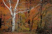 Autumn Contrasts