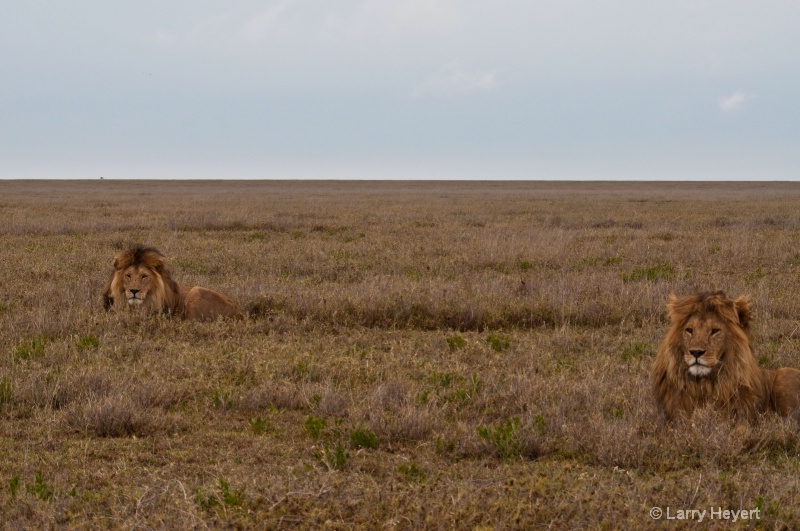Tanzania- Serengeti National Park