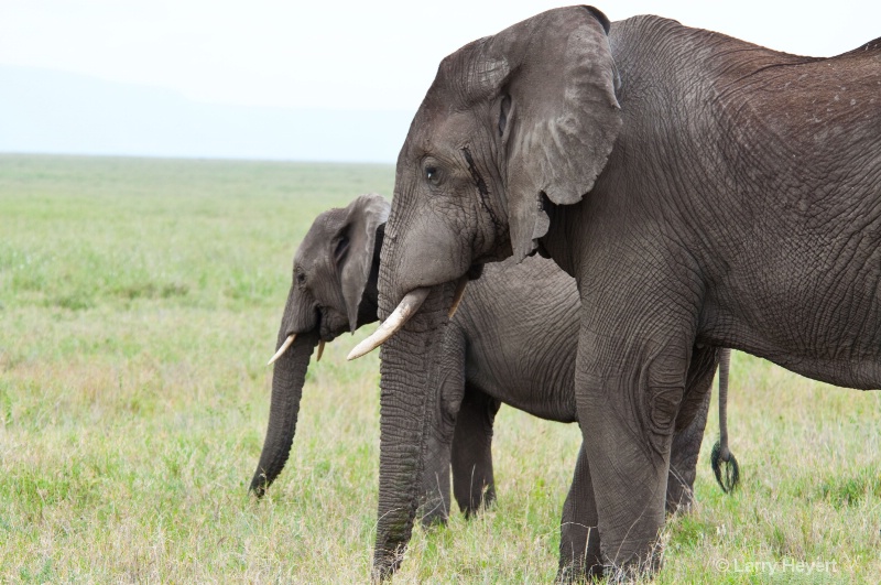 Tanzania- Serengeti National Park - ID: 11509016 © Larry Heyert