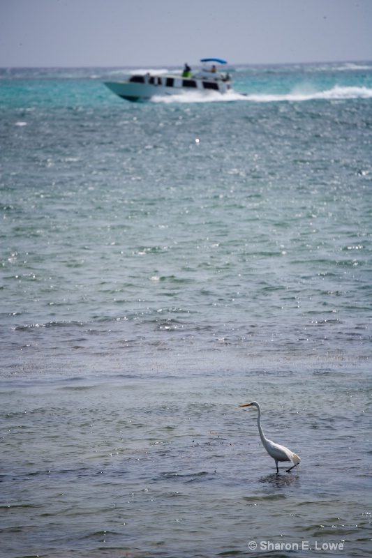 White Heron hunting, Ambergris Caye