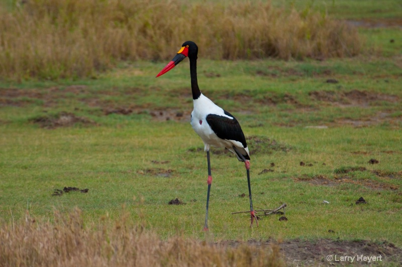 Tanzania- Serengeti National Park - ID: 11509029 © Larry Heyert