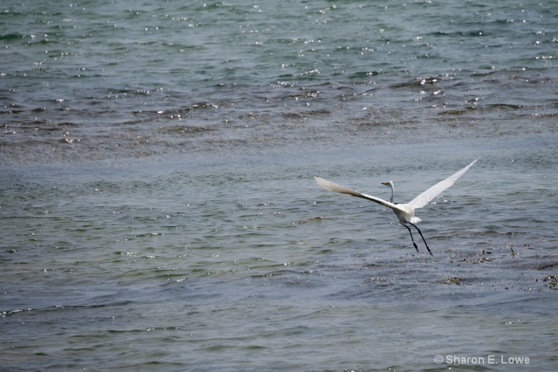 White Heron hunting, Ambergris Caye