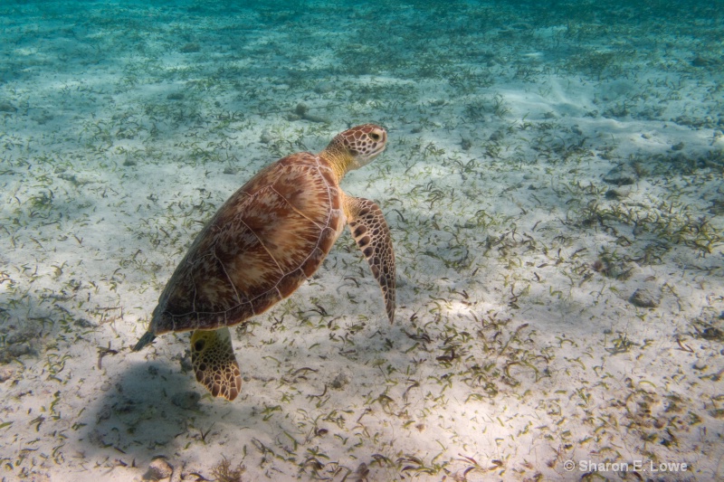 Green Sea Turtle, Hol Chan Marine Reserve