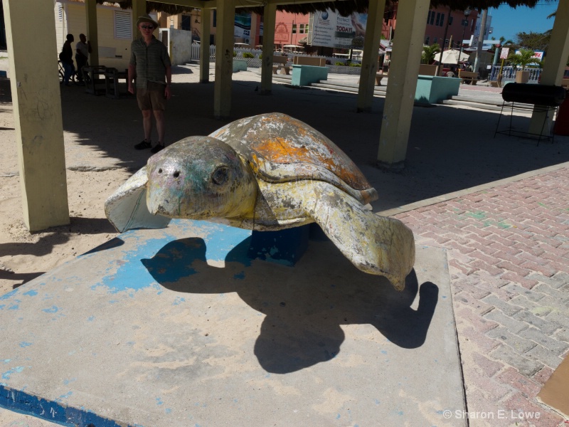 Sea Turtle, Ambergris Caye, Belize