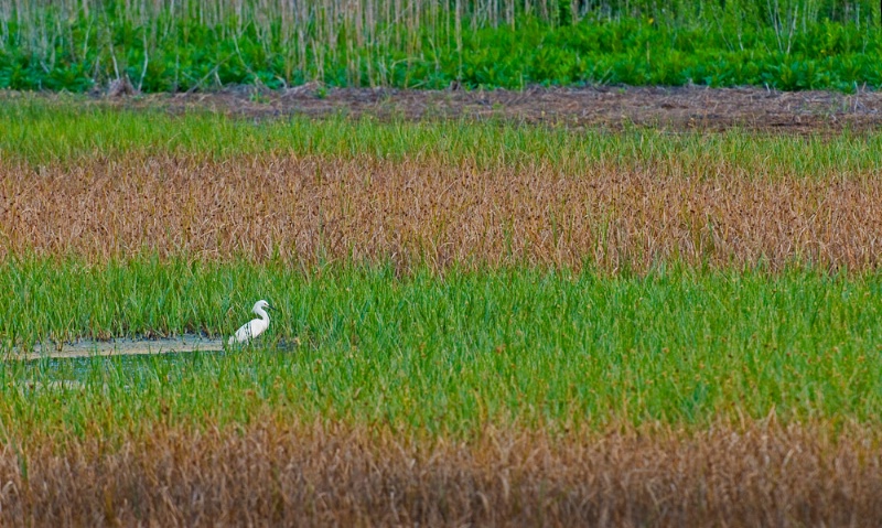 Egret in Marsh - ID: 11509788 © Bob Miller