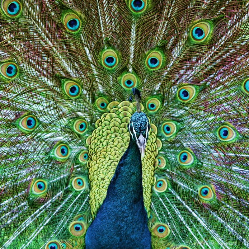 Costa Rican Peacock