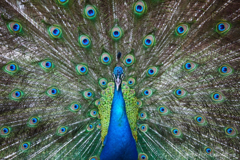 Pretty as a Peacock