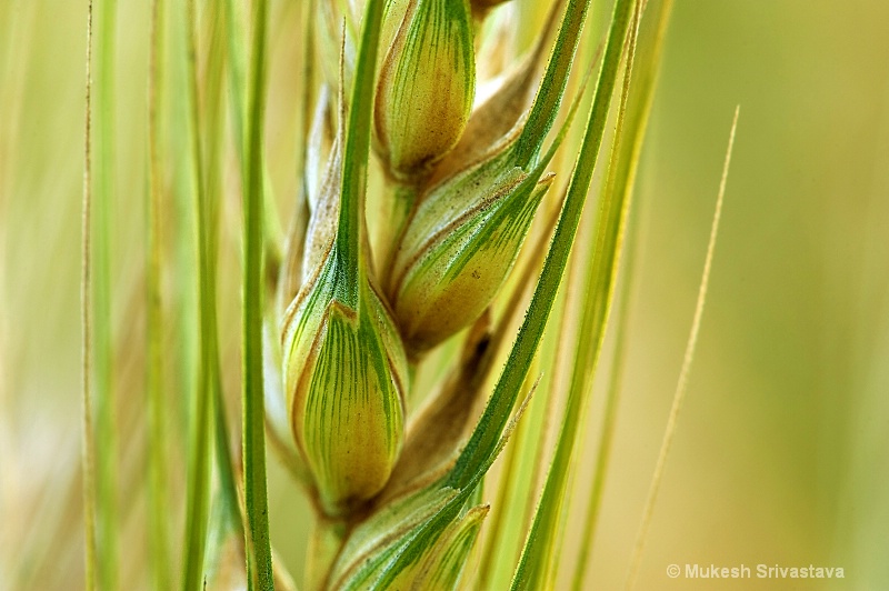 Wheat Crop Close Up