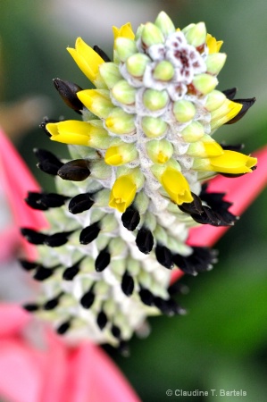 Bromeliad 