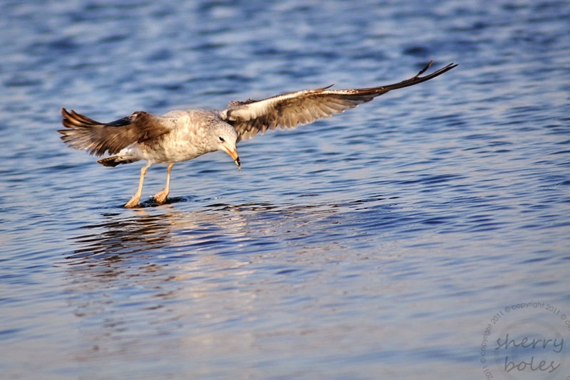 skimming the surface