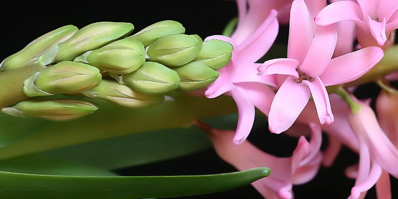 hyacinth detail