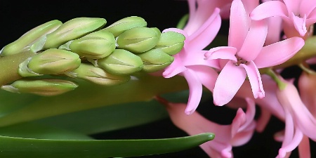 hyacinth detail