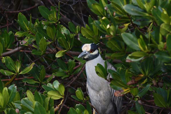 Night Heron in the Mangroves