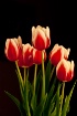 Lobsta Tulips