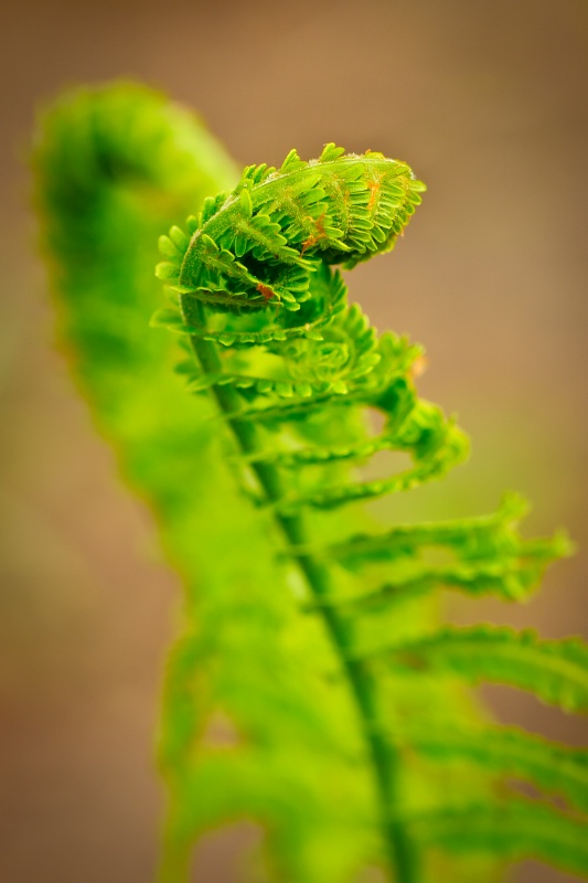 Fern in spring