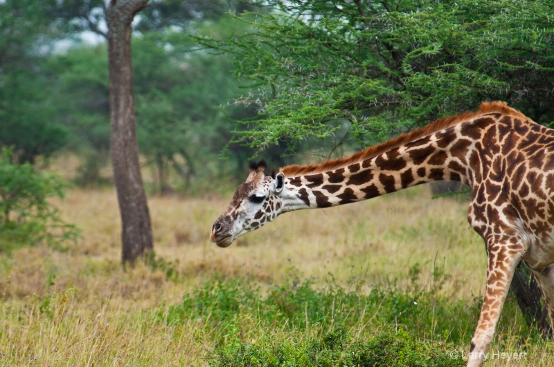 Tanzania- Serengeti National Park
