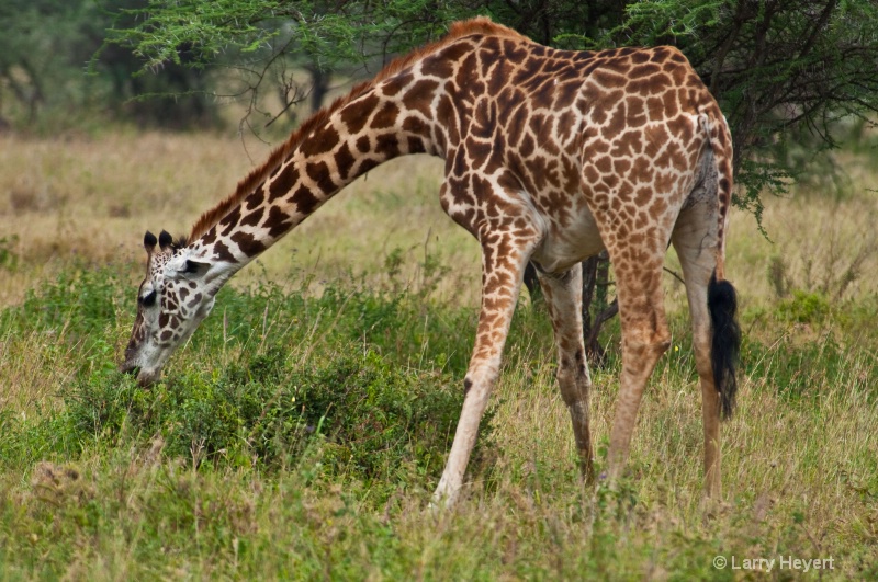 Tanzania- Serengeti National Park - ID: 11512334 © Larry Heyert
