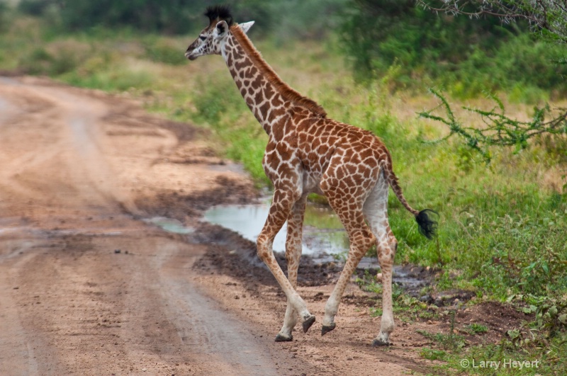 Tanzania- Serengeti National Park - ID: 11512337 © Larry Heyert