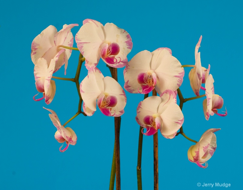 Orchid Grandeur