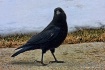 Cautious Crow