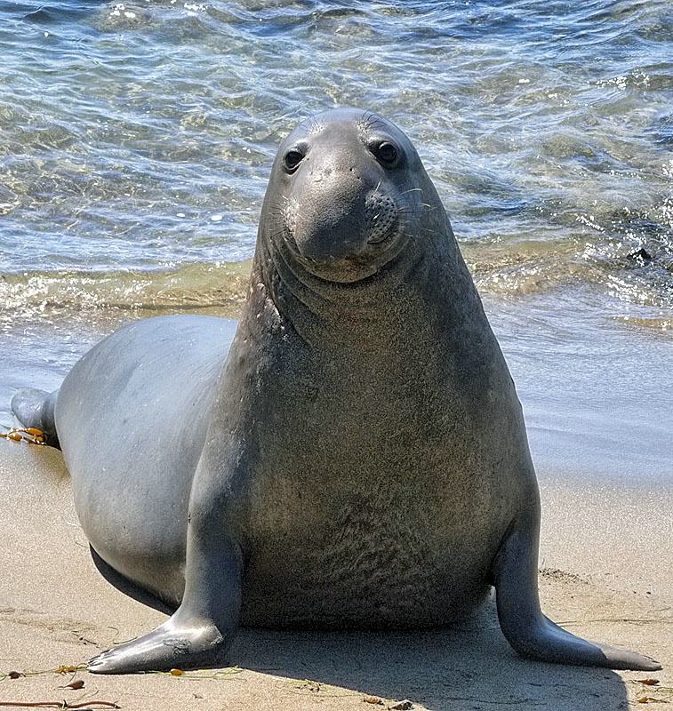 Young Male Elephant Seal