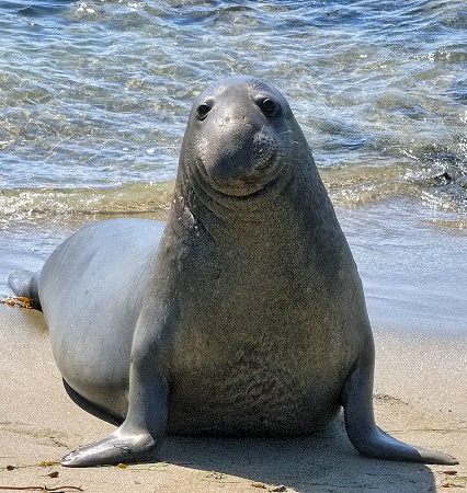 Young Male Elephant Seal