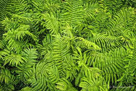 Ferns