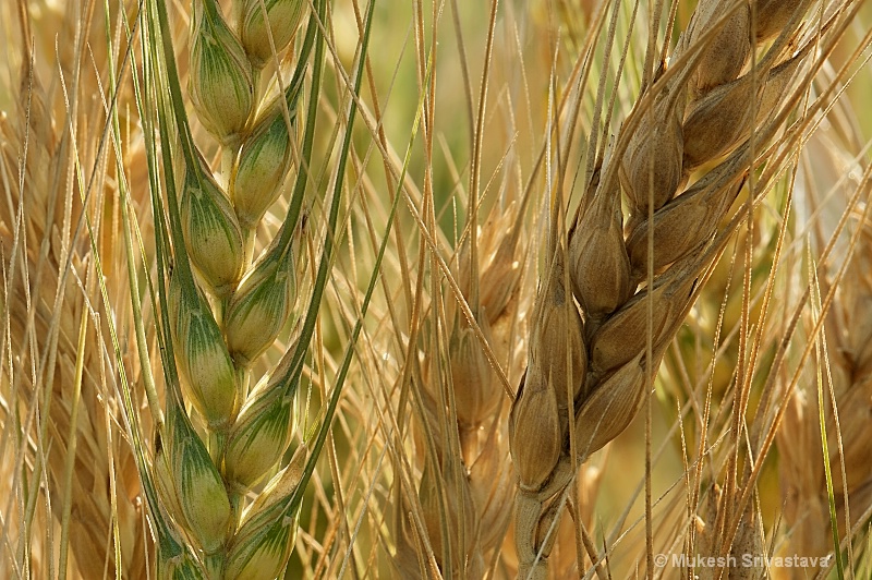Wheat Crop Field