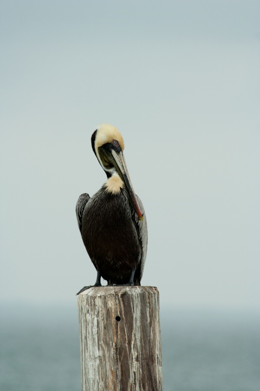 Pelican, S Padre Island