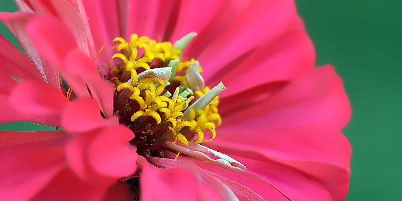 zinnia detail