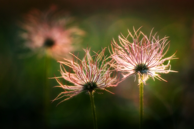 Pasque Flower seed heads