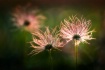 Pasque Flower see...