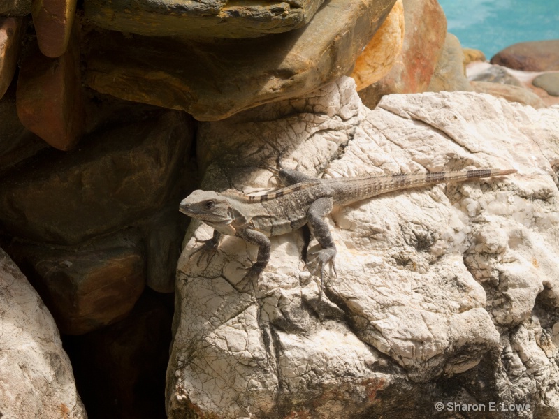 Pool Iguana, Xanadu Resort, Ambergris Caye - ID: 11518173 © Sharon E. Lowe