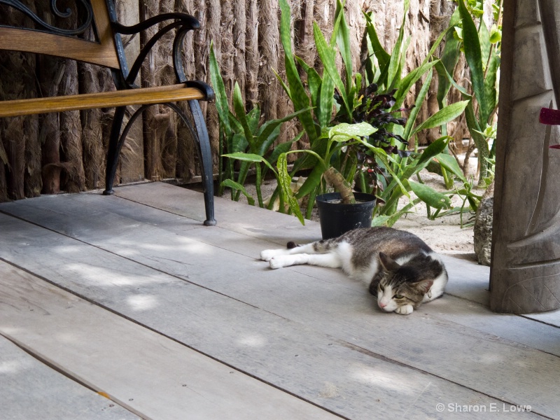 Resort cat, Xanadu Resort, Ambergris Caye - ID: 11518175 © Sharon E. Lowe