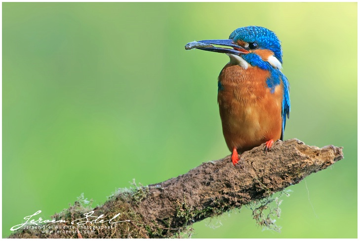 Kingfisher with fish Part II
