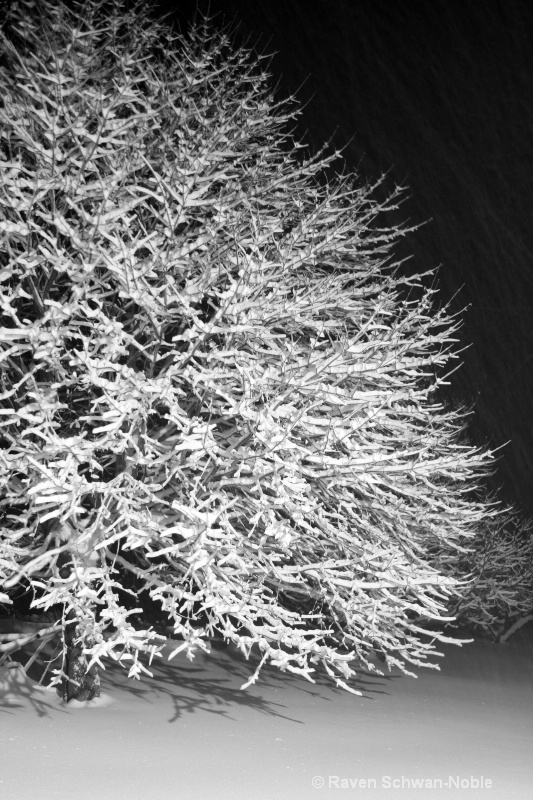 Winter Maple - ID: 11520674 © Raven Schwan-Noble