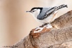 White-breasted Nu...
